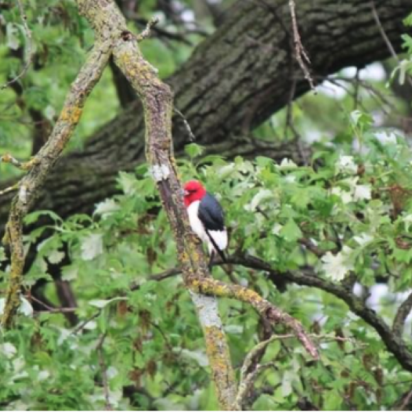 Woodpecker in tree